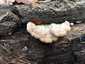 Hasadtlemezű gomba (Schizophyllum commune), Vértes